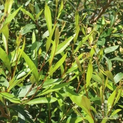 Grevillea Orange Marmalade -Plant Collection Sales Shop apo grevillea orange marmalade foliage