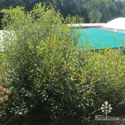 Grevillea Orange Marmalade -Plant Collection Sales Shop apo grevillea orange marmalade nursery bush