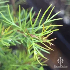 Grevillea Silk Carpet -Plant Collection Sales Shop apo grevillea pinaster new foliage
