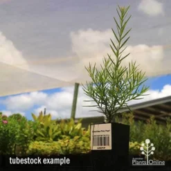 Grevillea Pink Pearl -Plant Collection Sales Shop apo grevillea pink pearl tubestock