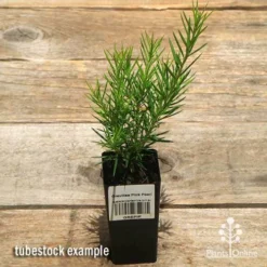 Grevillea Pink Pearl -Plant Collection Sales Shop apo grevillea pink pearl tubestock top