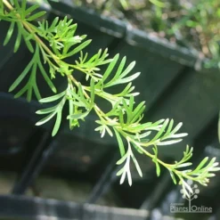 Grevillea Red Wings -Plant Collection Sales Shop apo grevillea red wings stem