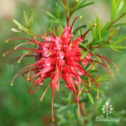 Grevillea Red Wings -Plant Collection Sales Shop apo grevillea red wings winter