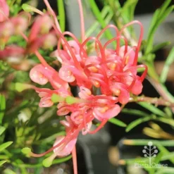 Grevillea Silk Carpet -Plant Collection Sales Shop apo grevillea silk carpet flower open