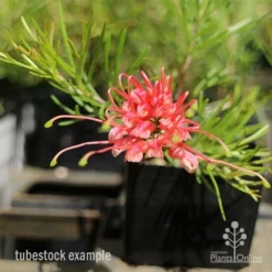 Grevillea Silk Carpet -Plant Collection Sales Shop apo grevillea silk carpet tubestock