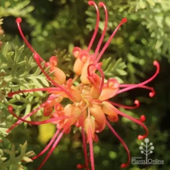 Grevillea Soopa Doopa -Plant Collection Sales Shop apo grevillea soopa doopa flower