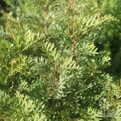 Grevillea Soopa Doopa -Plant Collection Sales Shop apo grevillea soopa doopa foliage2