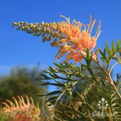 Grevillea Strawberry Pops -Plant Collection Sales Shop apo grevillea strawberry pops blue sky