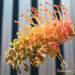 Grevillea Strawberry Pops -Plant Collection Sales Shop apo grevillea strawberry pops opening