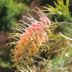 Grevillea Strawberry Pops -Plant Collection Sales Shop apo grevillea strawberry pops sunlit