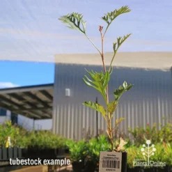 Grevillea Strawberry Pops -Plant Collection Sales Shop apo grevillea strawberry pops tubestock