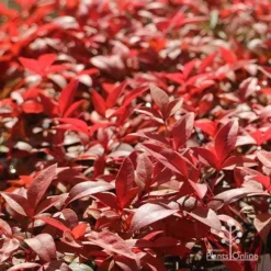 Nandina Gulf Stream -Plant Collection Sales Shop apo gulf stream winter colour