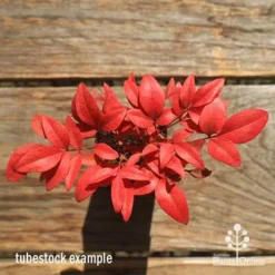 Nandina Gulf Stream -Plant Collection Sales Shop apo gulf stream winter colour tubestock