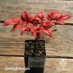Nandina Gulf Stream -Plant Collection Sales Shop apo gulf stream winter colour tubestock2