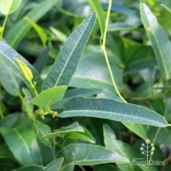 Hardenbergia Snow White - White Coral Pea -Plant Collection Sales Shop apo hardenbergia snow white foliage