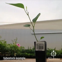 Hardenbergia Snow White - White Coral Pea -Plant Collection Sales Shop apo hardenbergia snow white tubestock