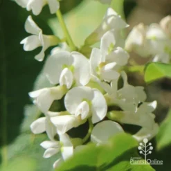 Hardenbergia Snow White - White Coral Pea -Plant Collection Sales Shop apo hardenbergia white flowers
