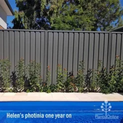 Photinia Thin Red 18 Photinia Thin Red -Plant Collection Sales Shop apo helen wheadon photinia