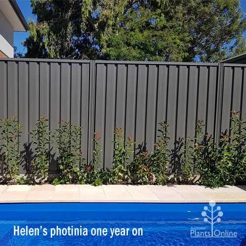 Photinia Thin Red 8 Photinia Thin Red - Image 8