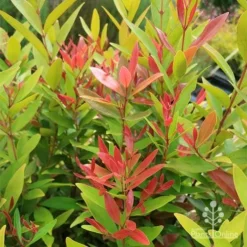 Acmena Hemilampra - Blush Satinash -Plant Collection Sales Shop apo hemilampra red green