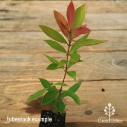 Acmena Hemilampra - Blush Satinash -Plant Collection Sales Shop apo hemilampra tubestock