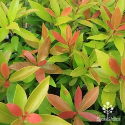 Acmena Hemilampra - Blush Satinash -Plant Collection Sales Shop apo hemilampra tubetock foliage september