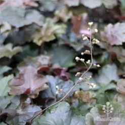 Heuchera Palace Purple - Coral Bells -Plant Collection Sales Shop apo heuchera palace purple