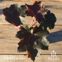 Heuchera Palace Purple - Coral Bells -Plant Collection Sales Shop apo heuchera palace purple colour