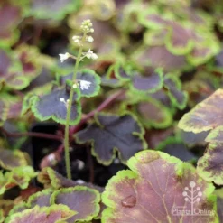 Heucherella Solar Eclipse - Foamy Bells -Plant Collection Sales Shop apo heuchera solar eclipse dark