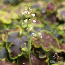 Heucherella Solar Eclipse - Foamy Bells -Plant Collection Sales Shop apo heuchera solar eclipse flowers 1