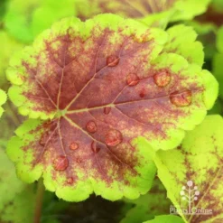 Heucherella Solar Eclipse - Foamy Bells -Plant Collection Sales Shop apo heuchera solar eclipse leaf