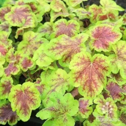 Heucherella Solar Eclipse - Foamy Bells -Plant Collection Sales Shop apo heuchera solar eclipse plants