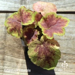 Heucherella Solar Eclipse - Foamy Bells -Plant Collection Sales Shop apo heuchera solar eclipse tubestock top winter