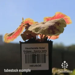 Heucherella Solar Eclipse - Foamy Bells -Plant Collection Sales Shop apo heuchera solar eclipse tubestock winter