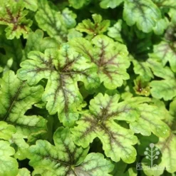 Heucherella Tapestry - Foamy Bells -Plant Collection Sales Shop apo heuchera tapestry 1