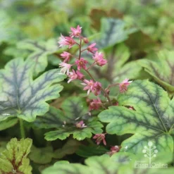 Heucherella Tapestry - Foamy Bells