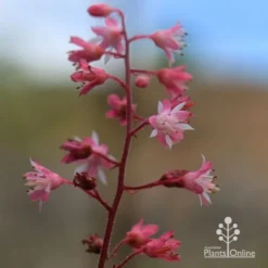 Heucherella Tapestry - Foamy Bells -Plant Collection Sales Shop apo heucherella tapestry flowers 2