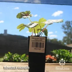 Heucherella Tapestry - Foamy Bells -Plant Collection Sales Shop apo heucherella tapestry tubestock 1