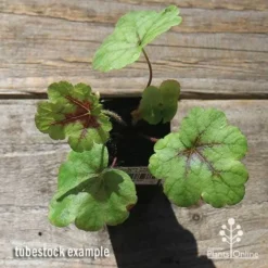 Heucherella Tapestry - Foamy Bells -Plant Collection Sales Shop apo heucherella tapestry tubestock top
