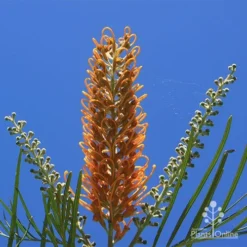 Grevillea Honey Gem -Plant Collection Sales Shop apo honey gem flower blue sky