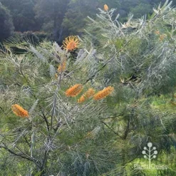 Grevillea Honey Gem -Plant Collection Sales Shop apo honey gem grevillea bushes silvery
