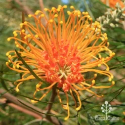 Grevillea Honey Gem -Plant Collection Sales Shop apo honey gem grevillea flower full open