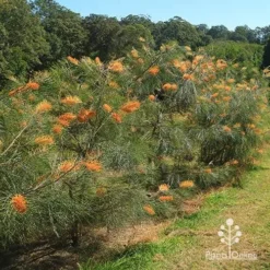 Grevillea Honey Gem -Plant Collection Sales Shop apo honey gem grevilleas in paddock