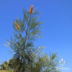 Grevillea Honey Gem -Plant Collection Sales Shop apo honey gem nursery blue sky