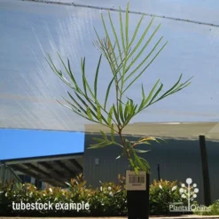 Grevillea Honey Gem -Plant Collection Sales Shop apo honey gem tubestock large