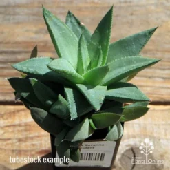 Haworthia Savanna - Succulent -Plant Collection Sales Shop apo howarthia savanna lage size