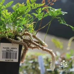 Humata - Rabbit's Foot Fern -Plant Collection Sales Shop apo humata fern aerial roots