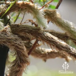 Humata - Rabbit's Foot Fern -Plant Collection Sales Shop apo humata fern aerial roots close