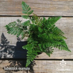 Humata - Rabbit's Foot Fern -Plant Collection Sales Shop apo humata fern tubestock