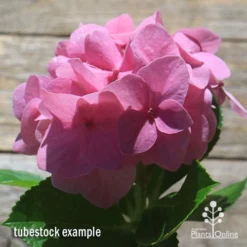 Hydrangea Alpengluhen -Plant Collection Sales Shop apo hydrangea alpengluhen flower